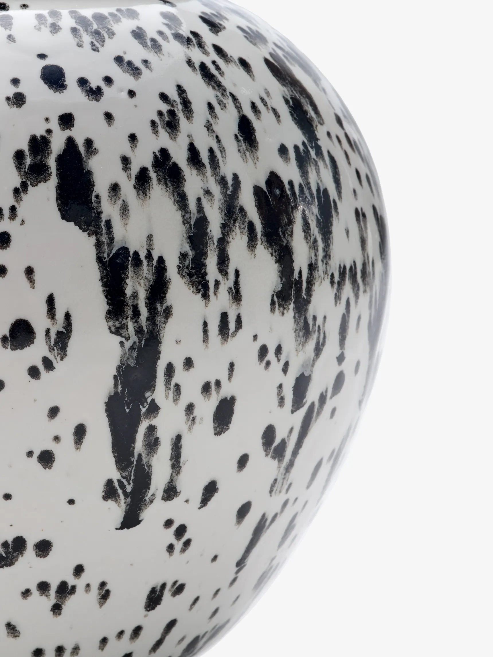 Dalmatian 3